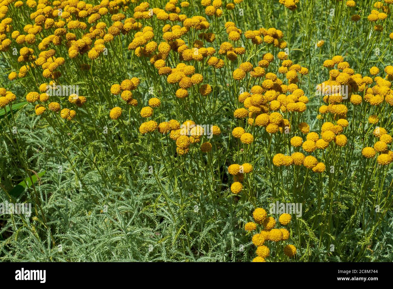 Trommelstöcke Craspedia Blüten in einem Blumenbarbabietola Foto Stock