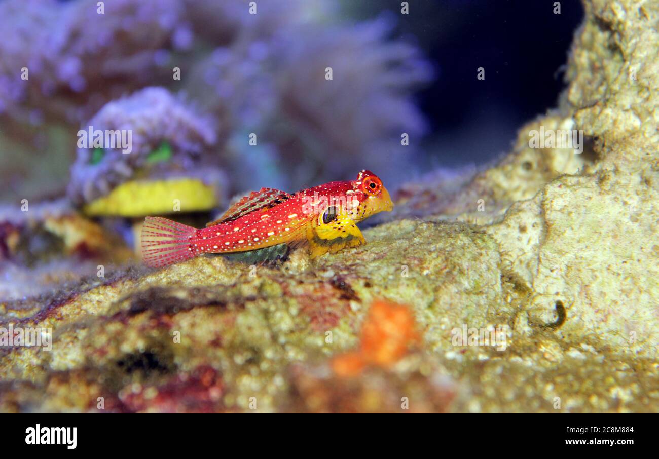Red Ruby dragonet pesce è incredibile naturale aggiunta in ogni acquario della barriera corallina Foto Stock