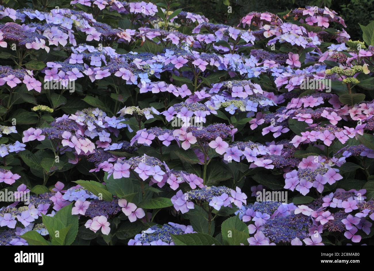 Hydrangea macrophylla 'Blue Wave', Hydrangea mariesii 'Perfecta', hydrangea, hydrangea Foto Stock