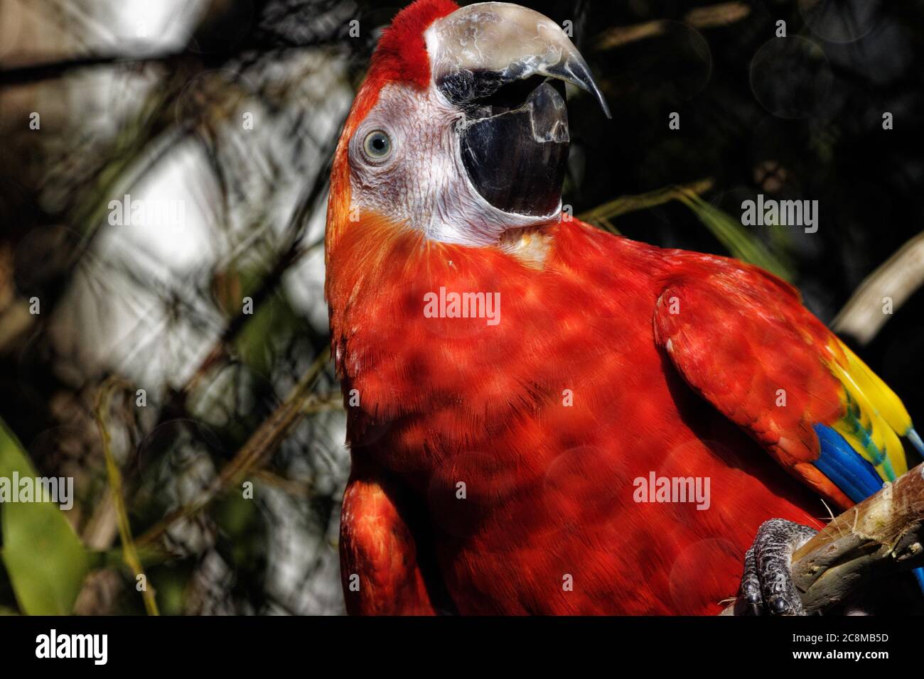 Il macaw scarlatto (Ara macao) è un grande pappagallo rosso, giallo e blu dell'America centrale e del Sud, un membro di un grande gruppo di pappagalli neotropici. Foto Stock