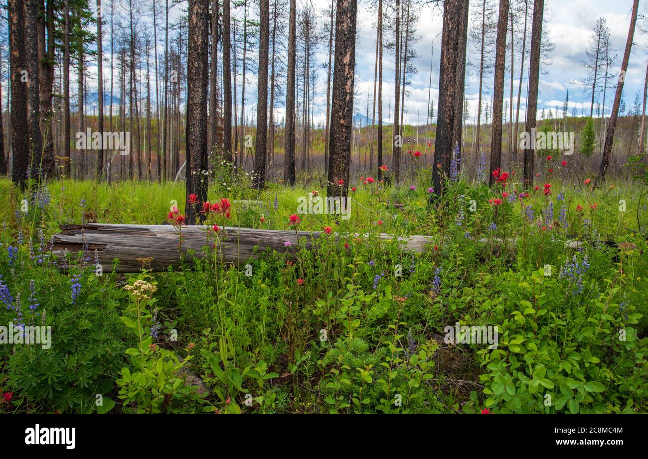 Fiori che fioriscono lungo un sentiero nel Glacier National Park. Foto Stock