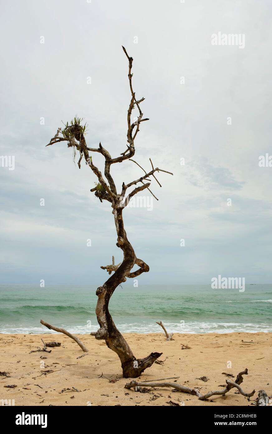 Albero sepolto in sabbia su Wizard Beach, Isla Bastimentos, Bocas del Toro Provincia, Panama. Ott 2018 Foto Stock