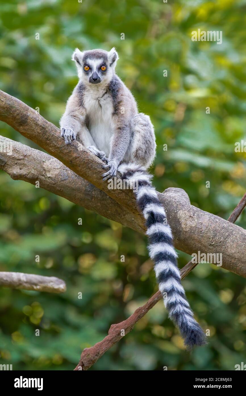 Un lemure che pende su un ramo di albero. Foto Stock