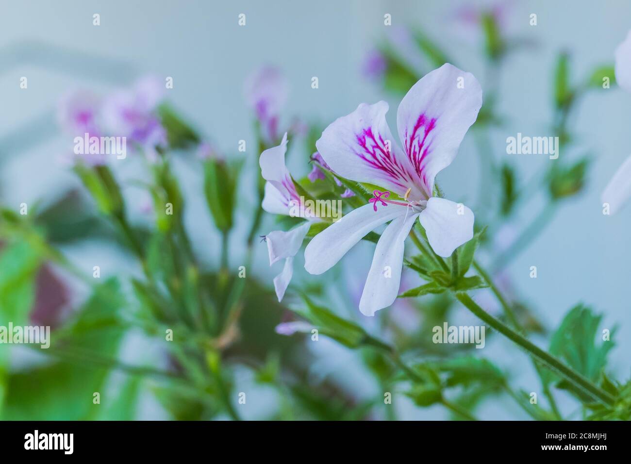 Pelargonio citrodorum fiore citronella pianta primo piano vista Foto Stock Pelargonio citrodorum fiore citronella pianta primo piano vista Foto Stock