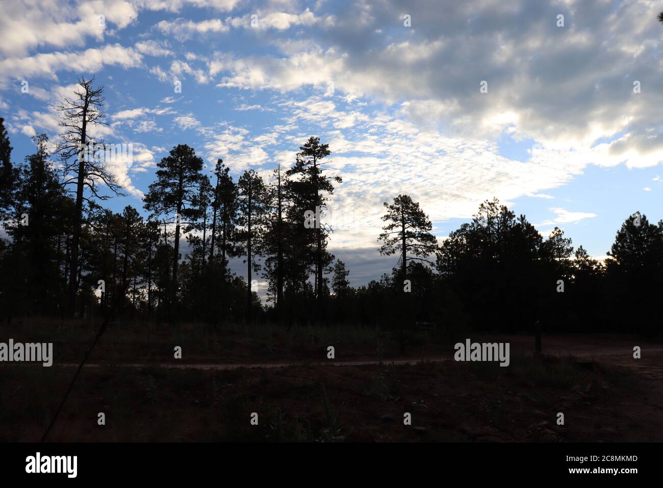 Sunrise in the Pine Trees lungo il Mogollon Rim nel nord dell'Arizona. La foresta è incredibile durante la stagione estiva del monsone, questo è un luogo popolare. Foto Stock