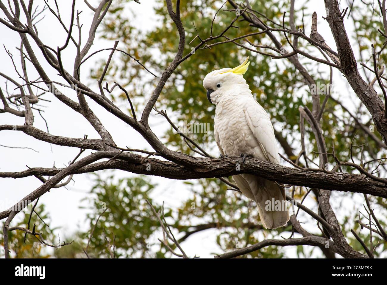 Un Cockatoo arroccato in un albero Foto Stock