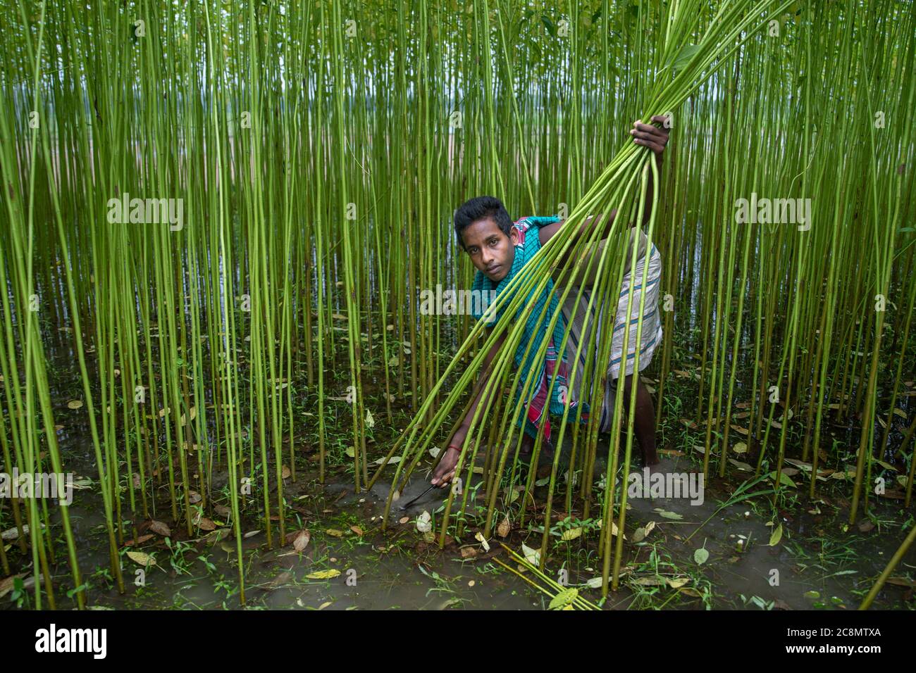 Produzione di iuta in Bangladesh Foto Stock