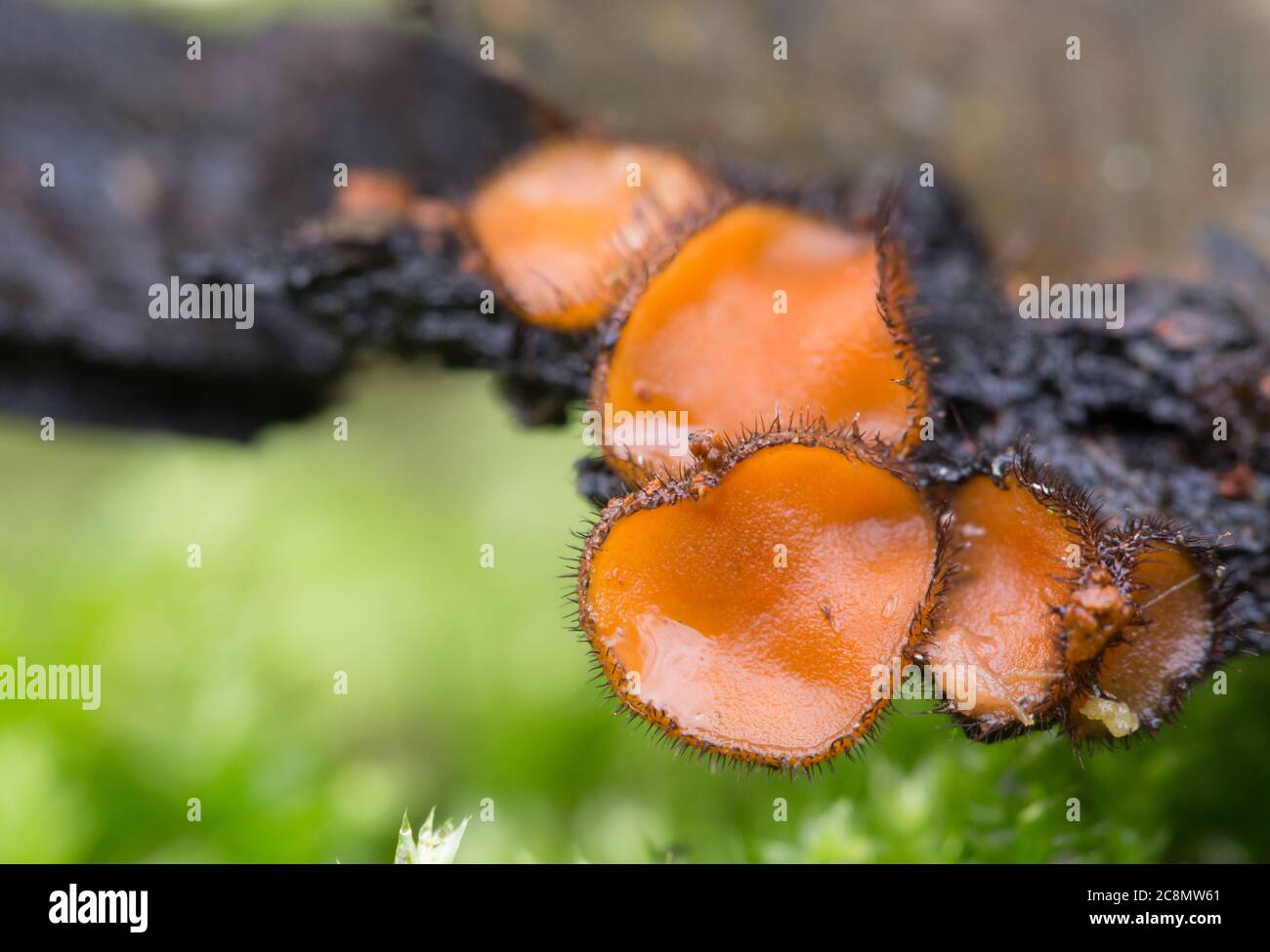 Coppa di ciglia funghi Foto Stock