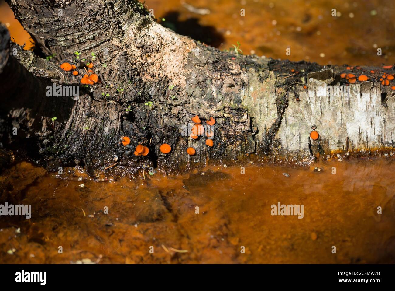 Coppa di ciglia funghi Foto Stock