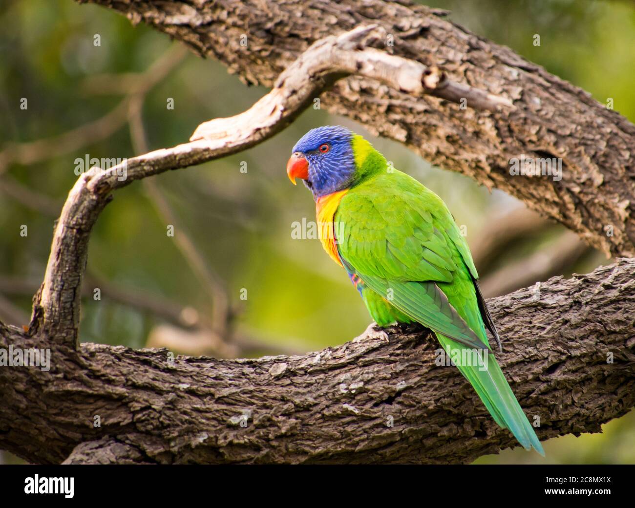 Un Lorikeet arcobaleno in un albero Foto Stock