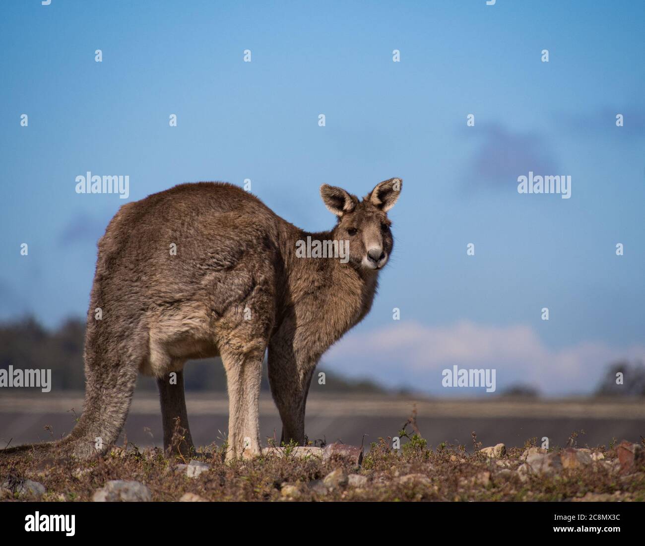 Un canguro grigio orientale Foto Stock