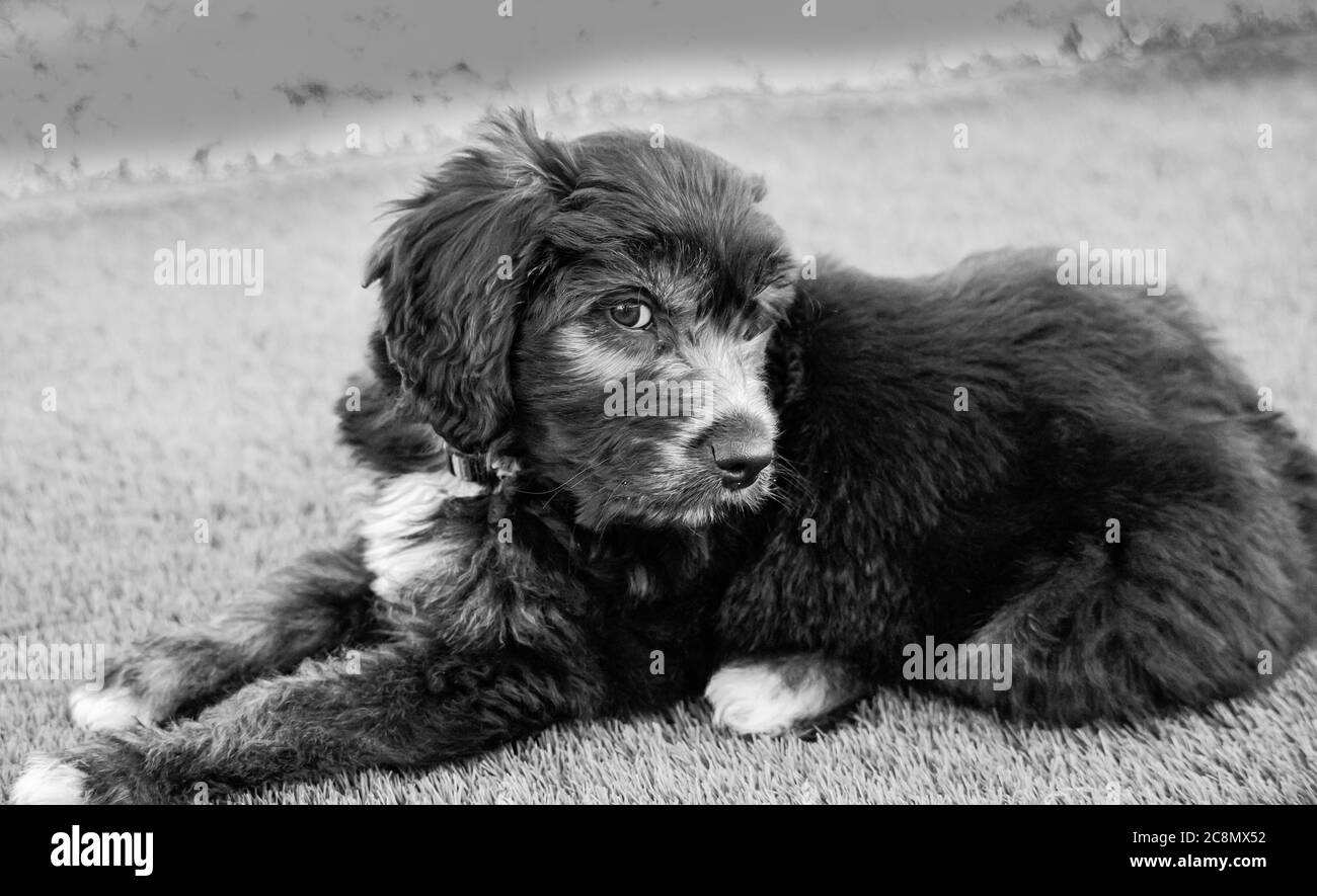 A Groodle Puppy - Poodle Cross Golden Retriever e Labrador Foto Stock