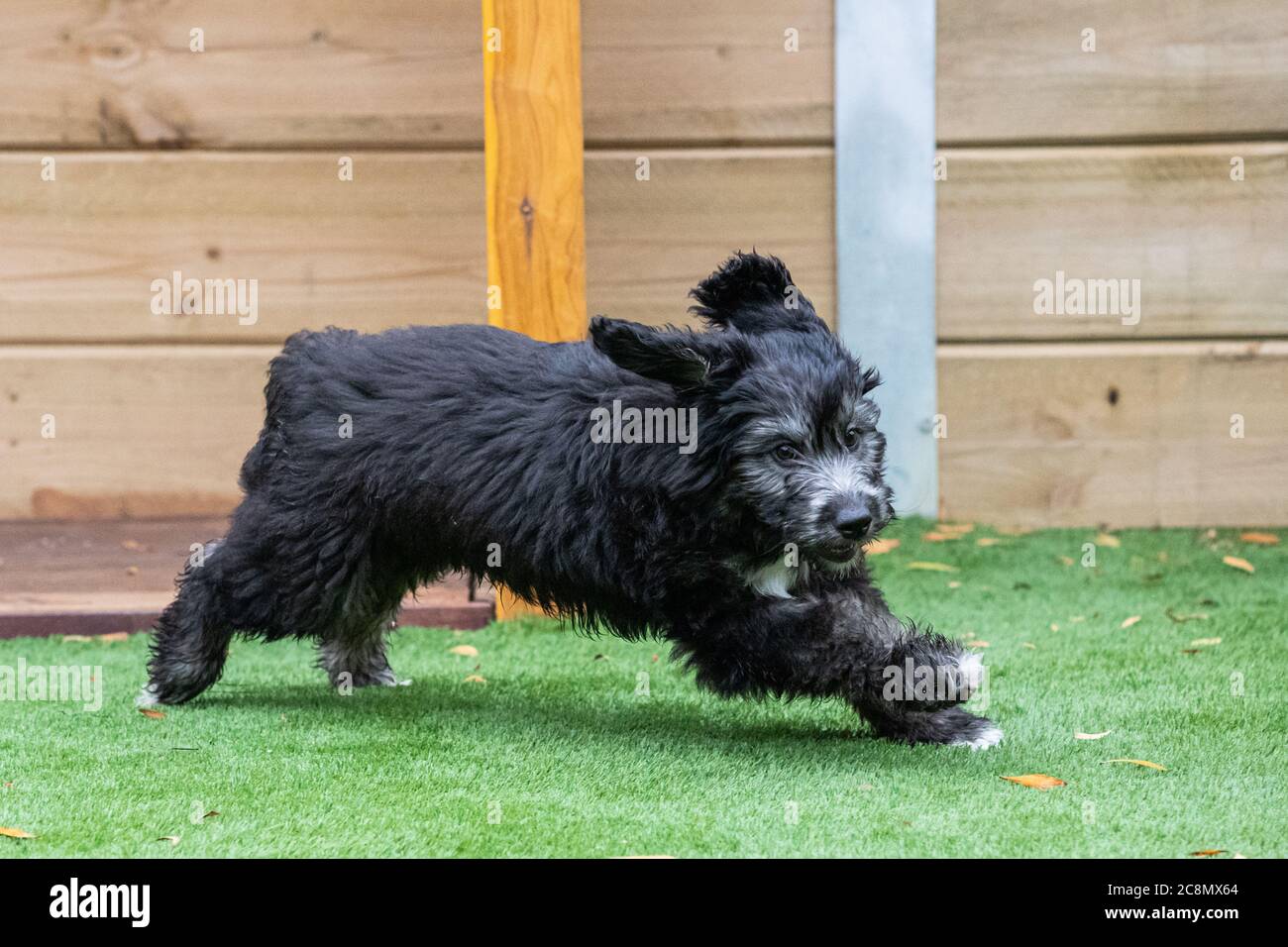 A Groodle Puppy - Poodle Cross Golden Retriever e Labrador Foto Stock