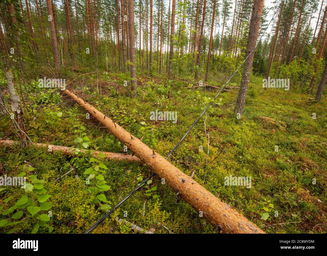 Grande pino caduto su una linea elettrica nella foresta di taiga alla tempesta di Summer , Finlandia Foto Stock