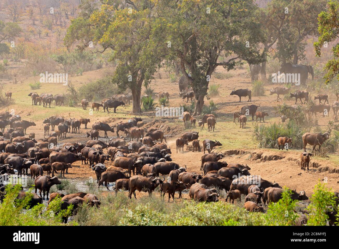 Grande mandria di bufali africani (Syncerus caffer) in corrispondenza di un fiume, Parco Nazionale Kruger, Sud Africa Foto Stock