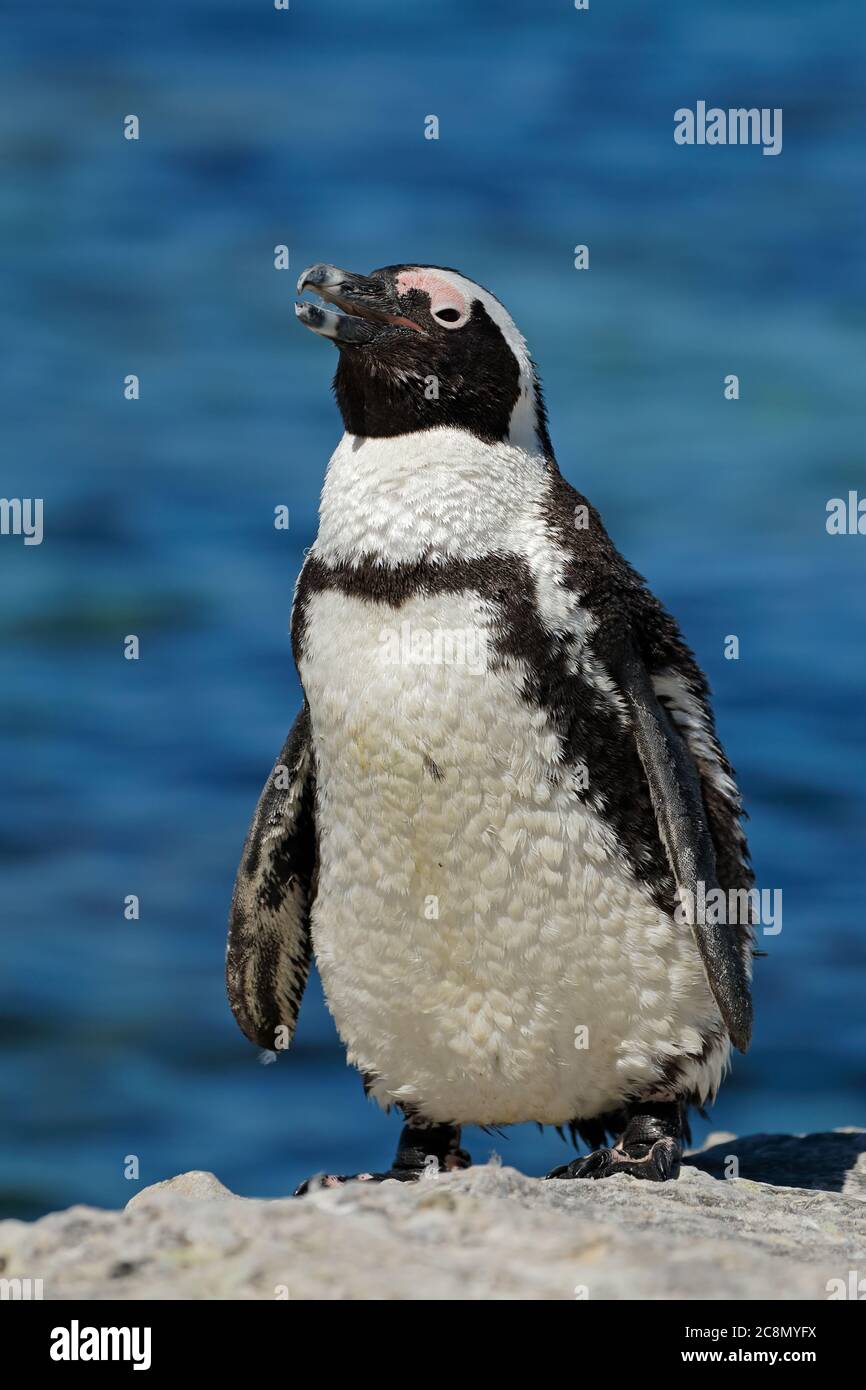 Un pinguino africano (Speniscus demersus) sulle rocce costiere, Capo Occidentale, Sud Africa Foto Stock