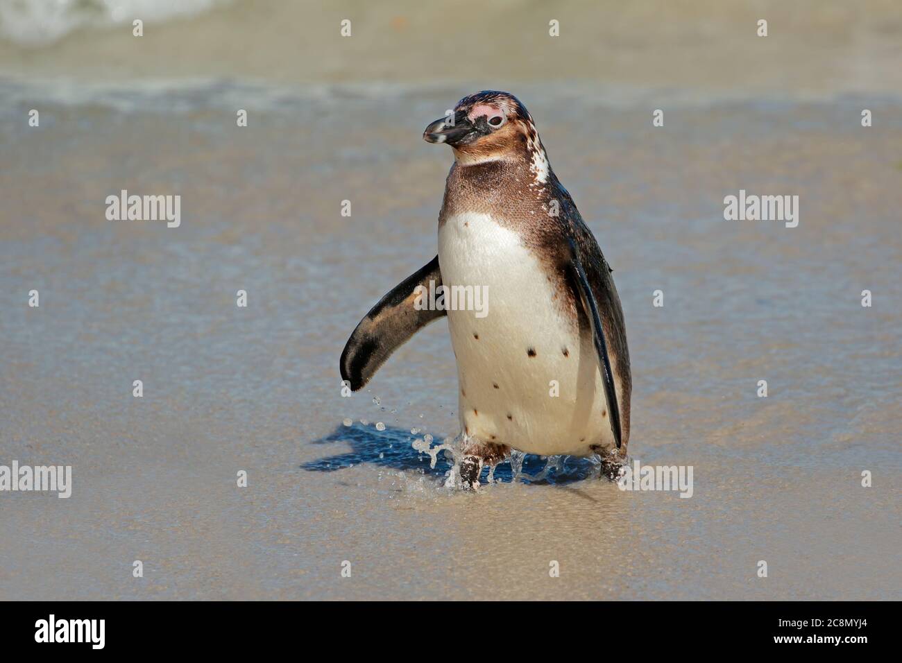 Un giovane pinguino africano (Speniscus demersus) sulla spiaggia, Capo Occidentale, Sud Africa Foto Stock