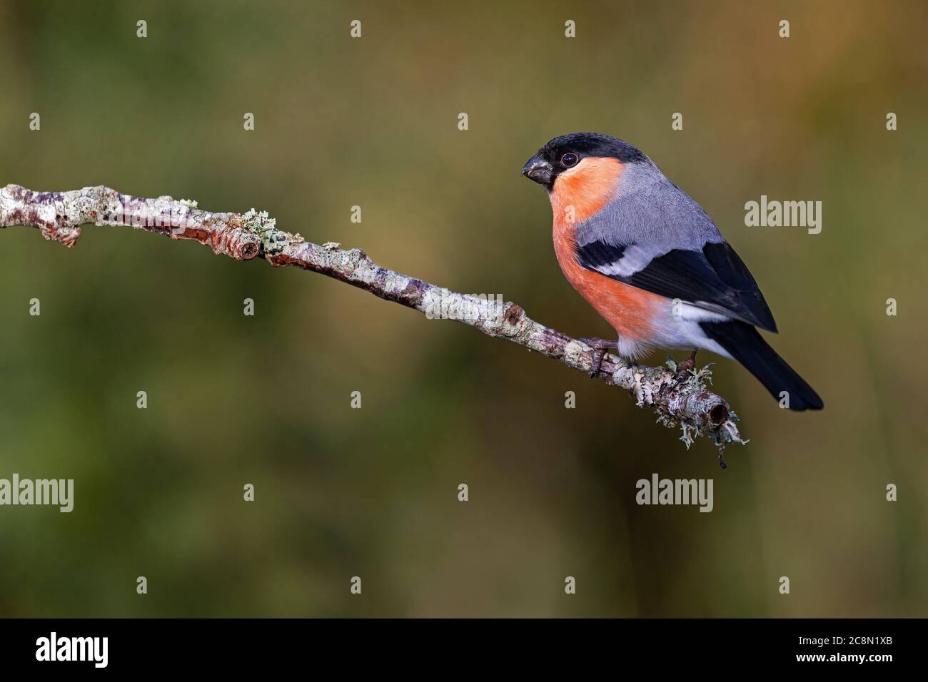 Ciuffolotto maschio Foto Stock