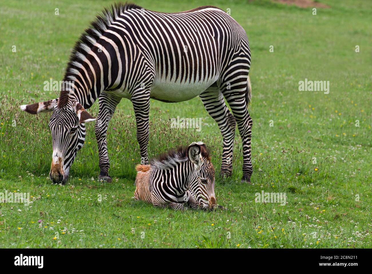 La zebra di Grevvy con il suo nemico di tre settimane Foto Stock
