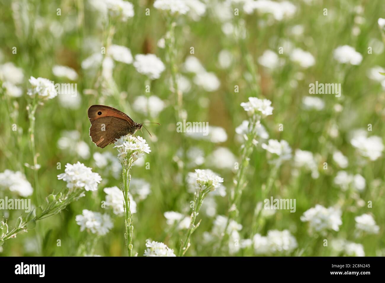 Piccola brughiera (Coenonympha lyllus) seduta su fiore bianco in prato con molti fiori selvatici Foto Stock