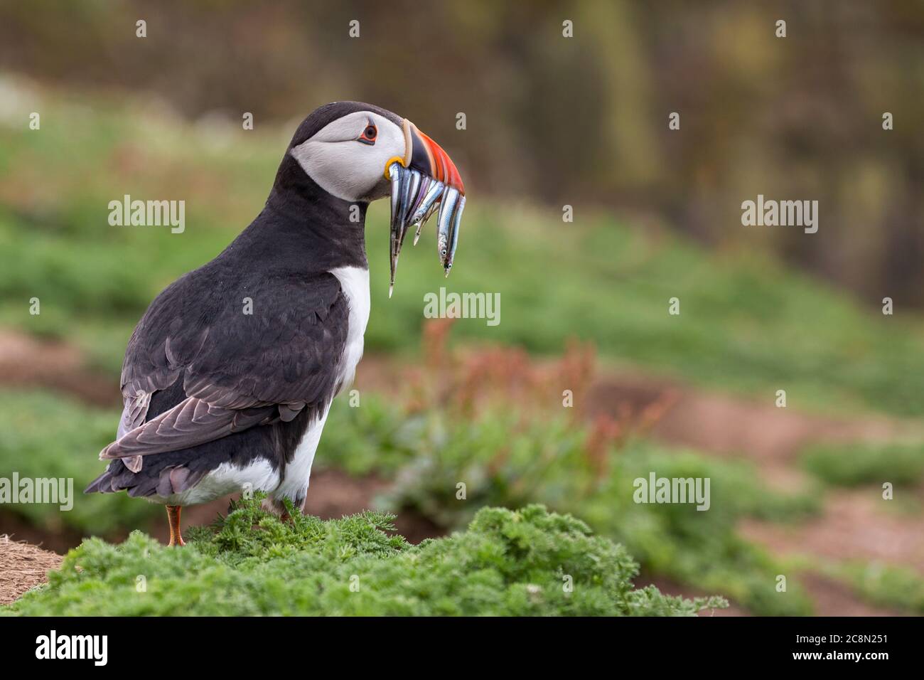 Puffin con cicerelli Foto Stock