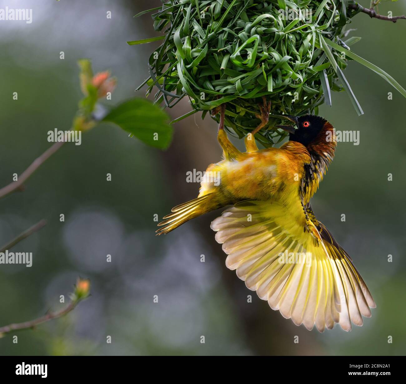 Tessitore a testa nera Foto Stock