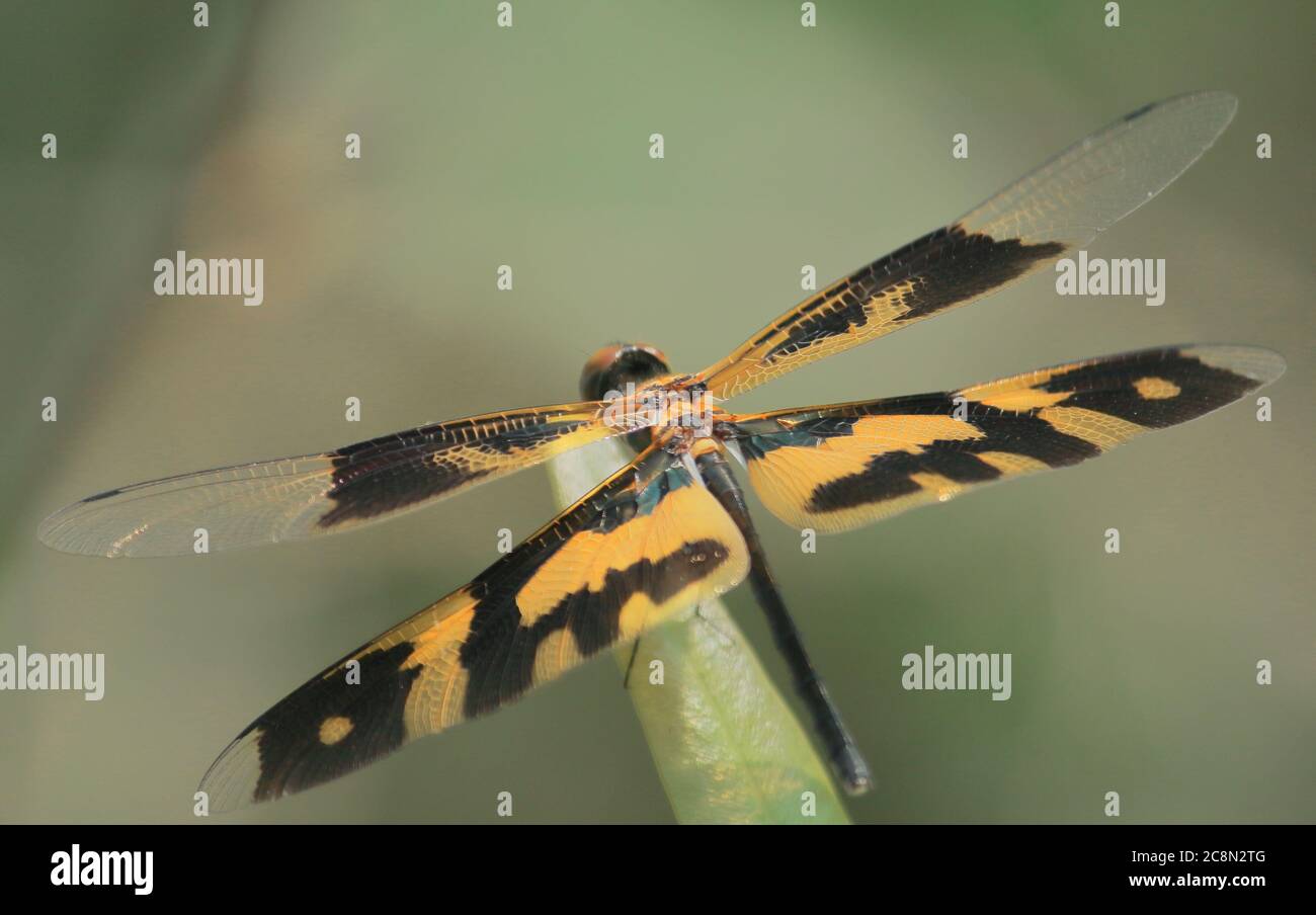 una dragonfly femmina comune dell'ala dell'immagine (rhyothemis variegata) seduta su una foglia, campagna del bengala occidentale in india Foto Stock