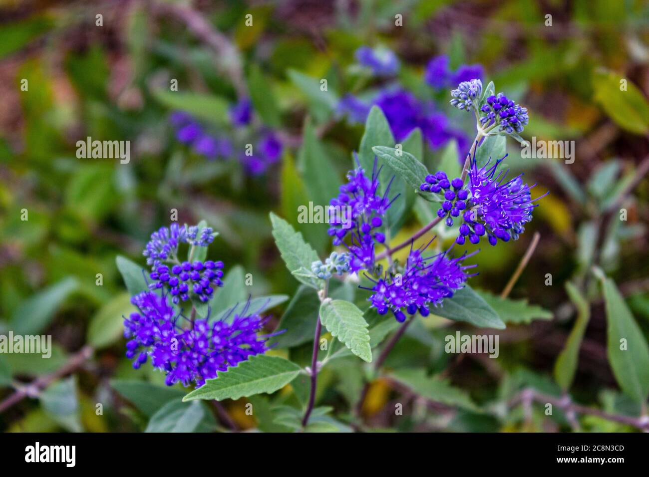 Fiore viola con foglie verdi. Phacelia tanacetifolia è una specie di phacelia conosciuta con i nomi comuni Lacy phacelia, tansy blu o tansy viola. B Foto Stock