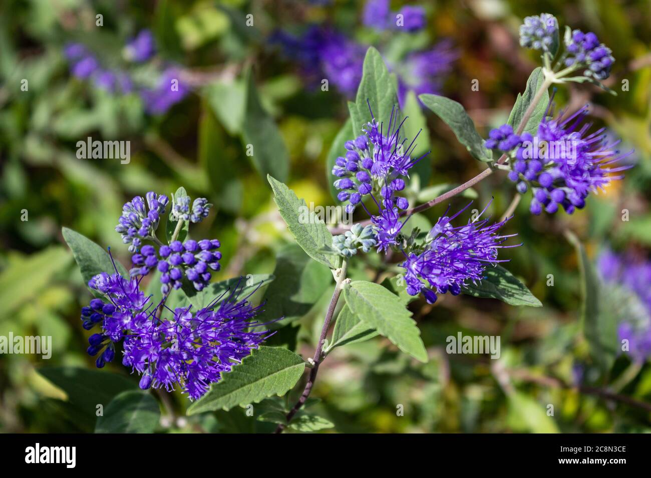 Fiore viola con foglie verdi. Phacelia tanacetifolia è una specie di phacelia conosciuta con i nomi comuni Lacy phacelia, tansy blu o tansy viola. B Foto Stock