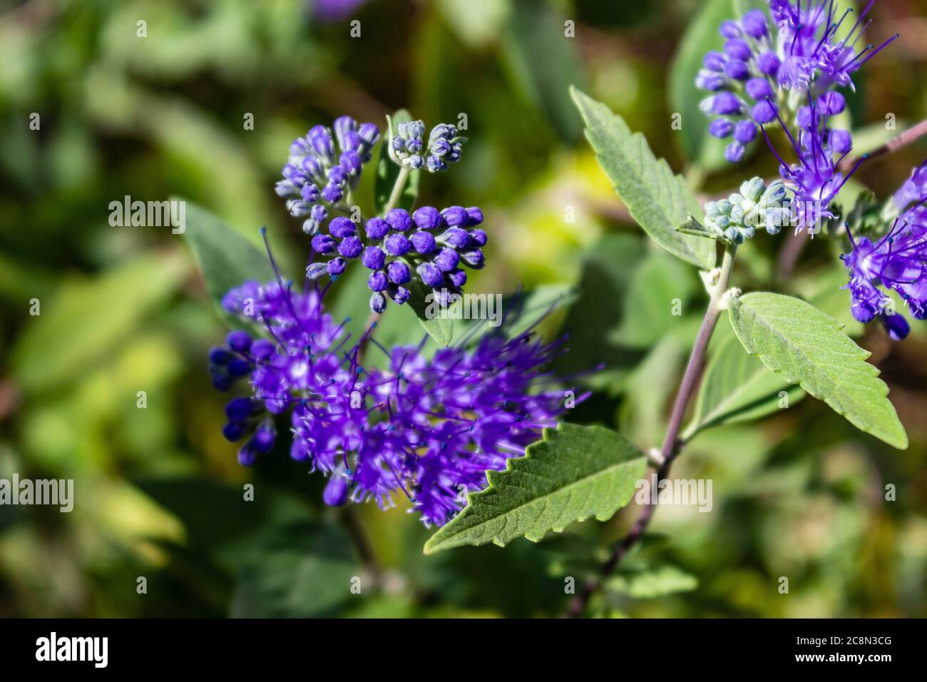 Fiore viola con foglie verdi. Phacelia tanacetifolia è una specie di phacelia conosciuta con i nomi comuni Lacy phacelia, tansy blu o tansy viola. B Foto Stock
