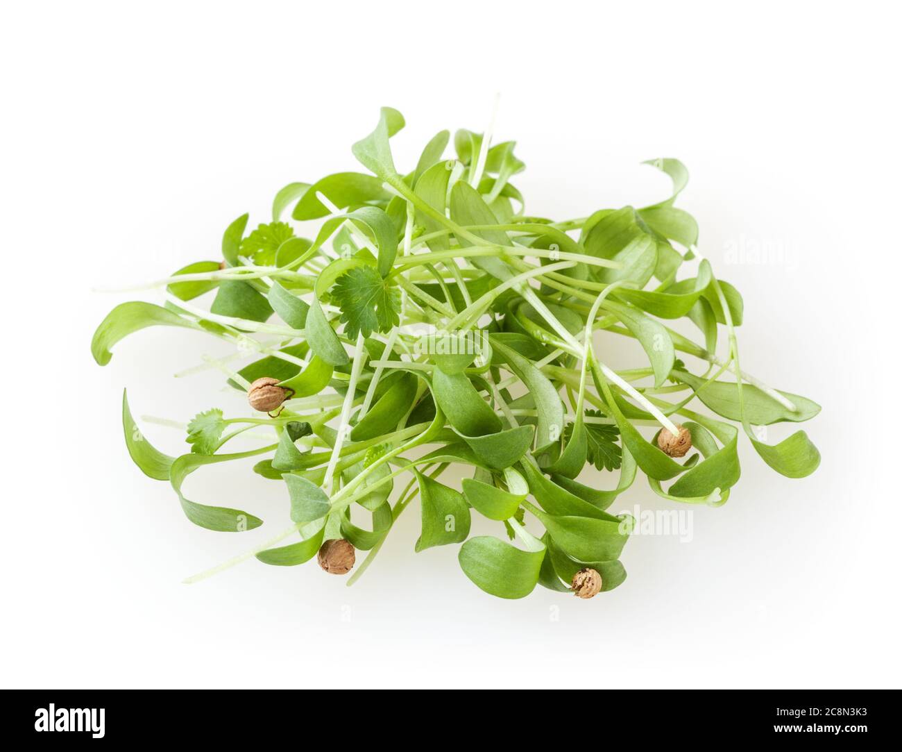Germogli di coriandolo in crescita micro verdi isolati su sfondo bianco Foto Stock