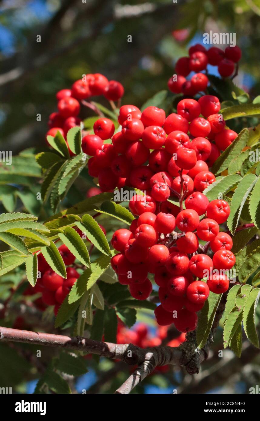 Rowan Berries (Frassino di montagna) Foto Stock