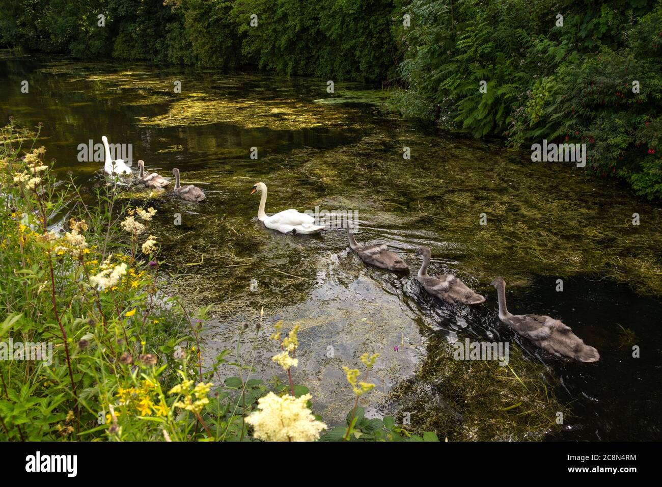 Famiglia Swan su Union Canal, Linlithgow, Scozia, Regno Unito Foto Stock
