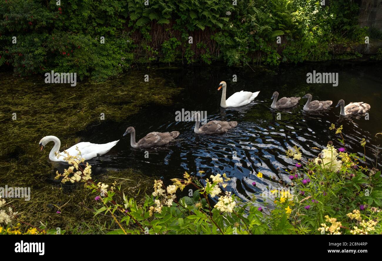 Famiglia Swan su Union Canal, Linlithgow, Scozia, Regno Unito Foto Stock