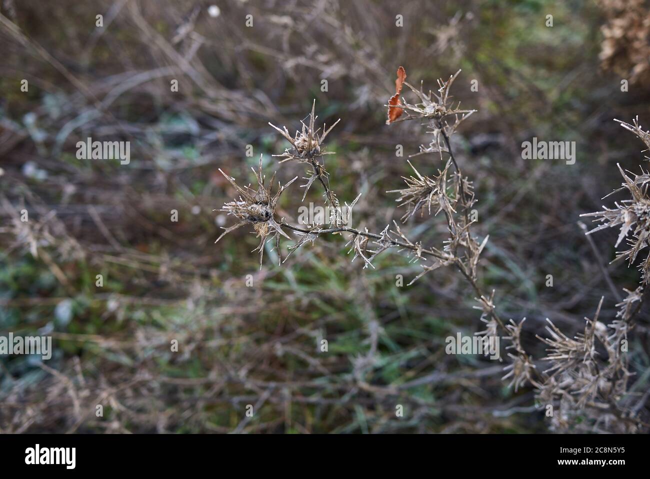 Carthamus lanatus nella stagione invernale Foto Stock