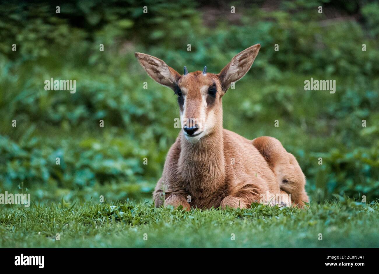 Giovane antilope sabile che riposa su un'erba verde Foto Stock