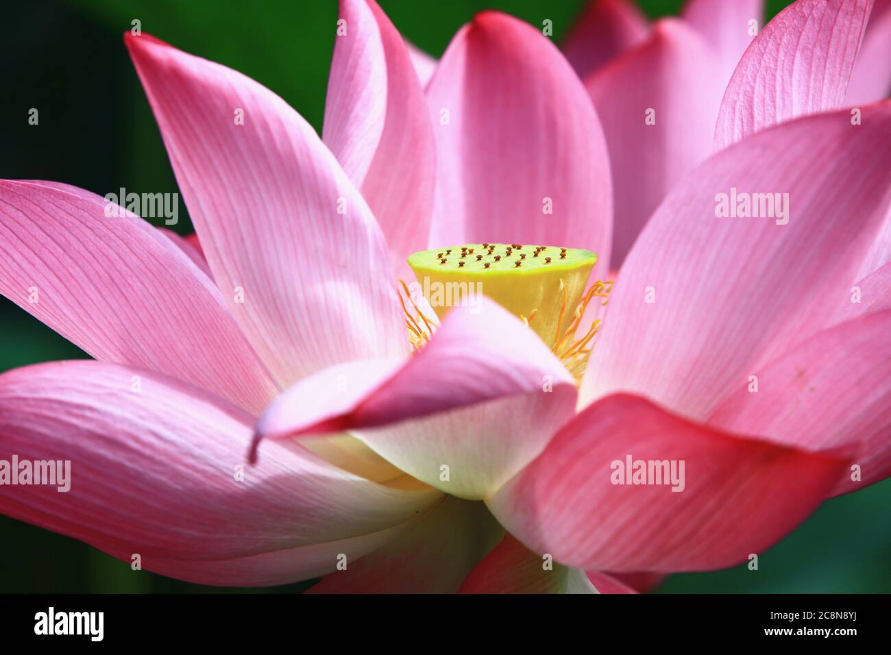 Fiore di loto primo piano, fiore di loto rosa bello fiorire nel laghetto in estate Foto Stock