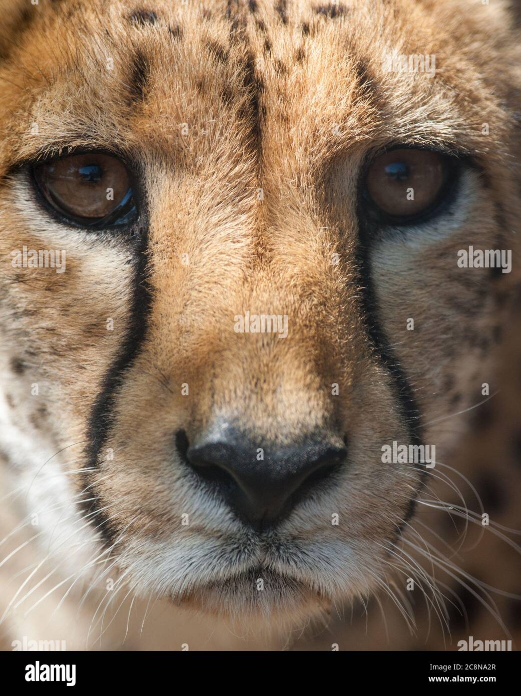 ghepardo ritratto closeup Foto Stock