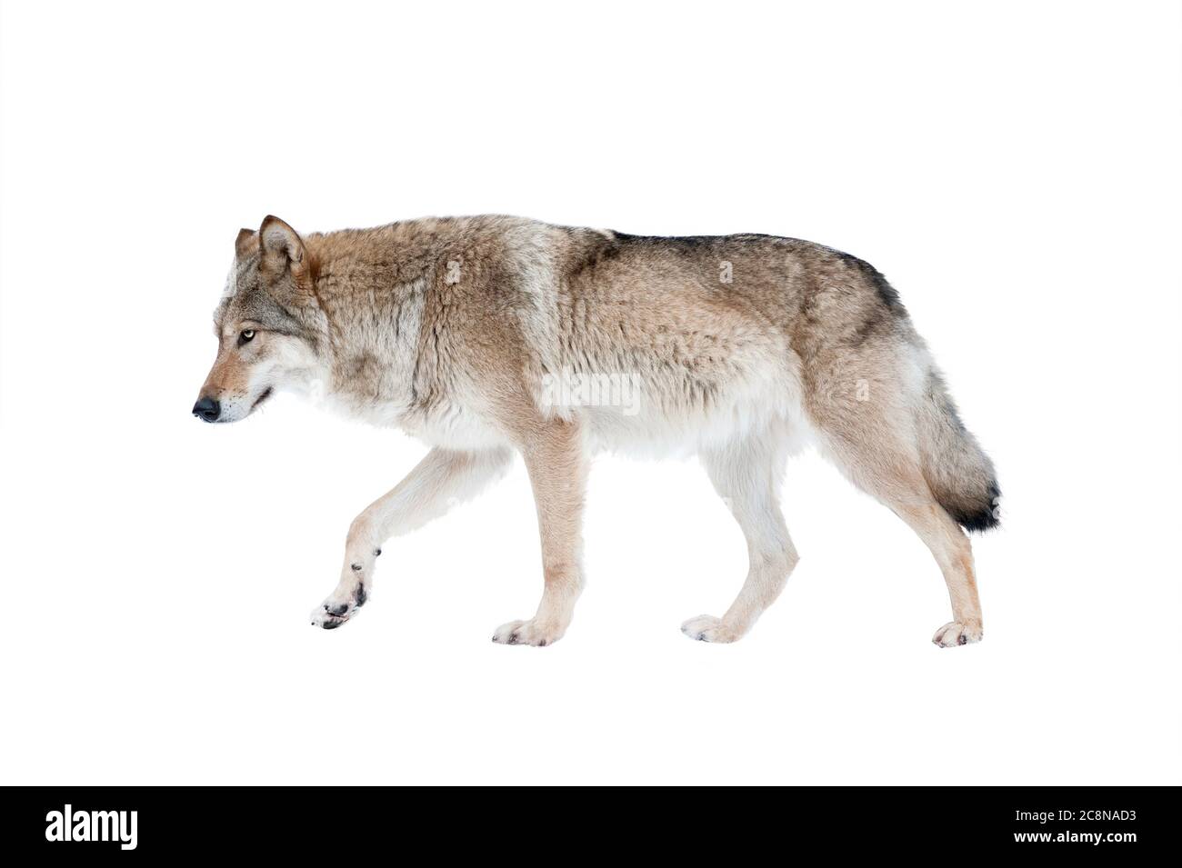 wolf isolato su uno sfondo bianco Foto Stock