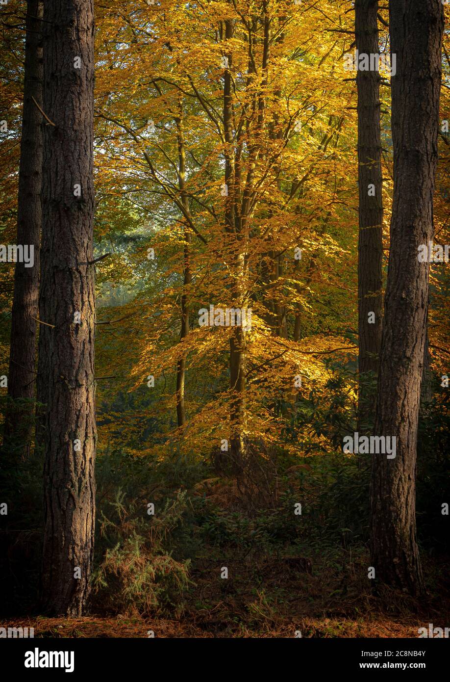 Un faggio in pieno colore autunno tra pini. Foto Stock