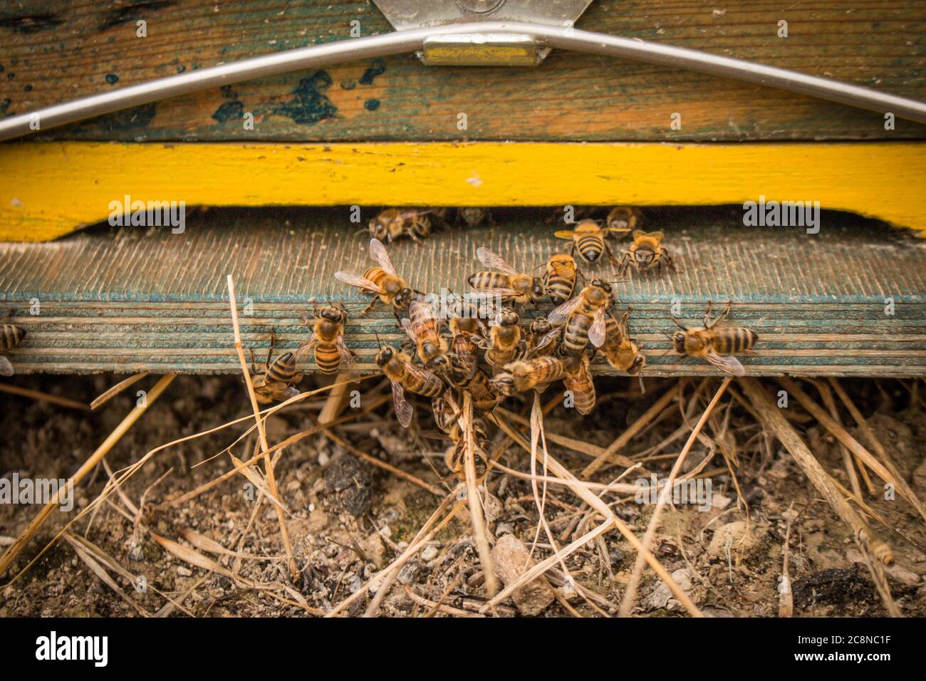 Ingresso Bee Hive con api. Api di miele sull'apiary domestico. La tecnologia di allevamento delle api da miele. Gruppo di api in volo Foto Stock