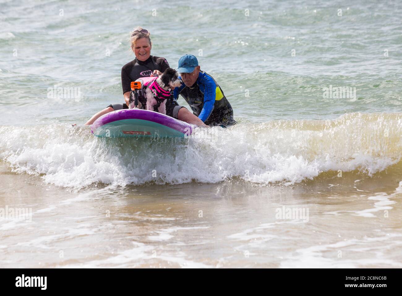Poole, Dorset UK. 26 luglio 2020. Tempo in Gran Bretagna: Molto ventoso, ma caldo e soleggiato con onde ruvide alle spiagge di Poole. I cani e i loro proprietari si divertono in mare. Cavapoochon si incrocia tra tre razze: Un Cavalier re Charles spaniel, un poodle e una frise bichon, noto anche come 'il cane che non cresce mai vecchio' su paddle board paddle board con i proprietari. Credit: Carolyn Jenkins/Alamy Live News Foto Stock