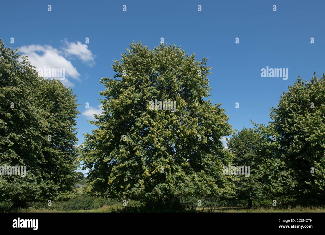 Viale di alberi comuni di lime (Tilia x europaea) che cresce in un parco nel Devon rurale, Inghilterra, Regno Unito Foto Stock