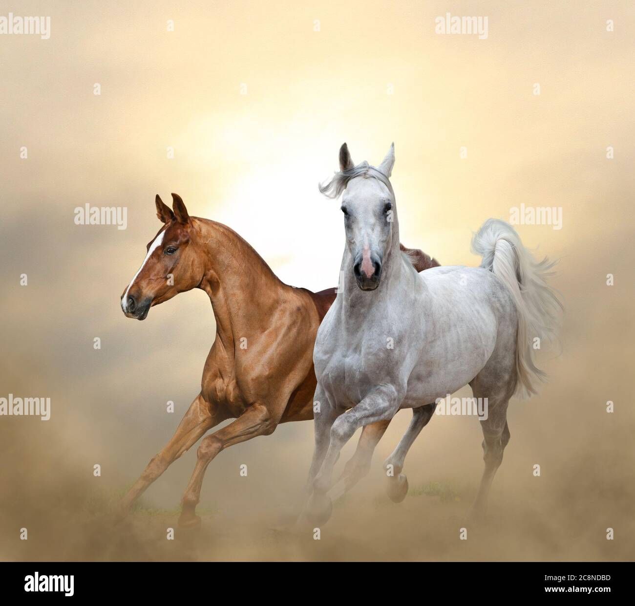 Due cavalli purebred che corrono al tramonto nella polvere Foto Stock