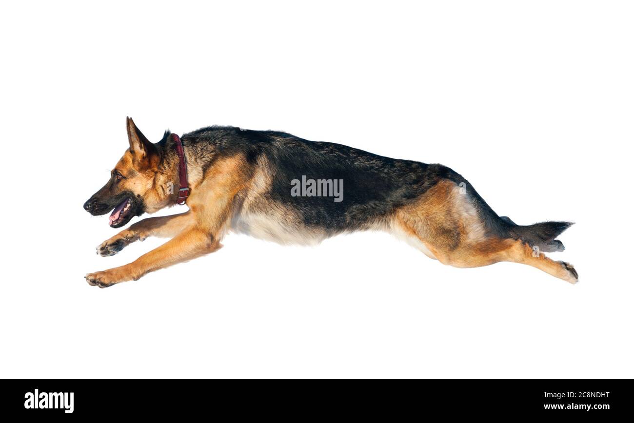 Cane da pastore tedesco in salto isolato su uno sfondo bianco Foto Stock