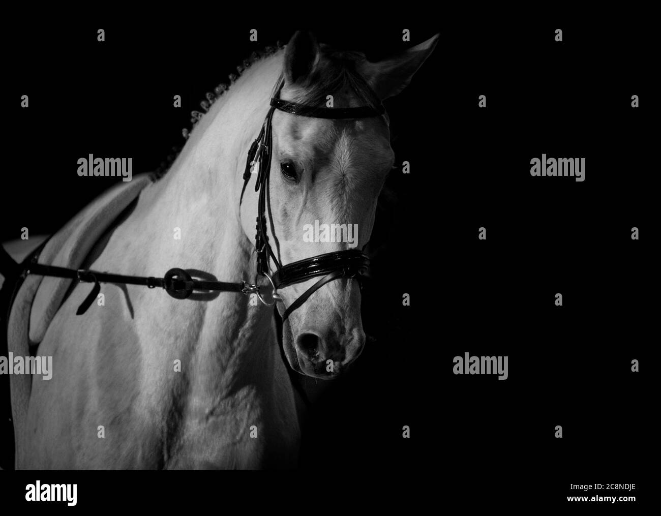 closeup di addestramento del cavallo bianco in toni monocromatici Foto Stock