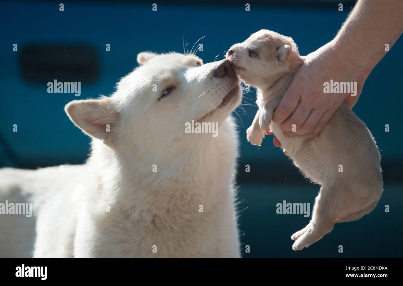 husky madre con il suo bambino Foto Stock