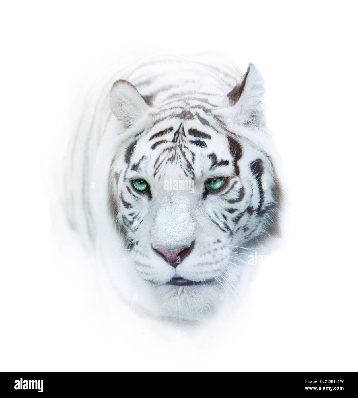 Ritratto della tigre innevata su un bianco in chiave alta Foto Stock