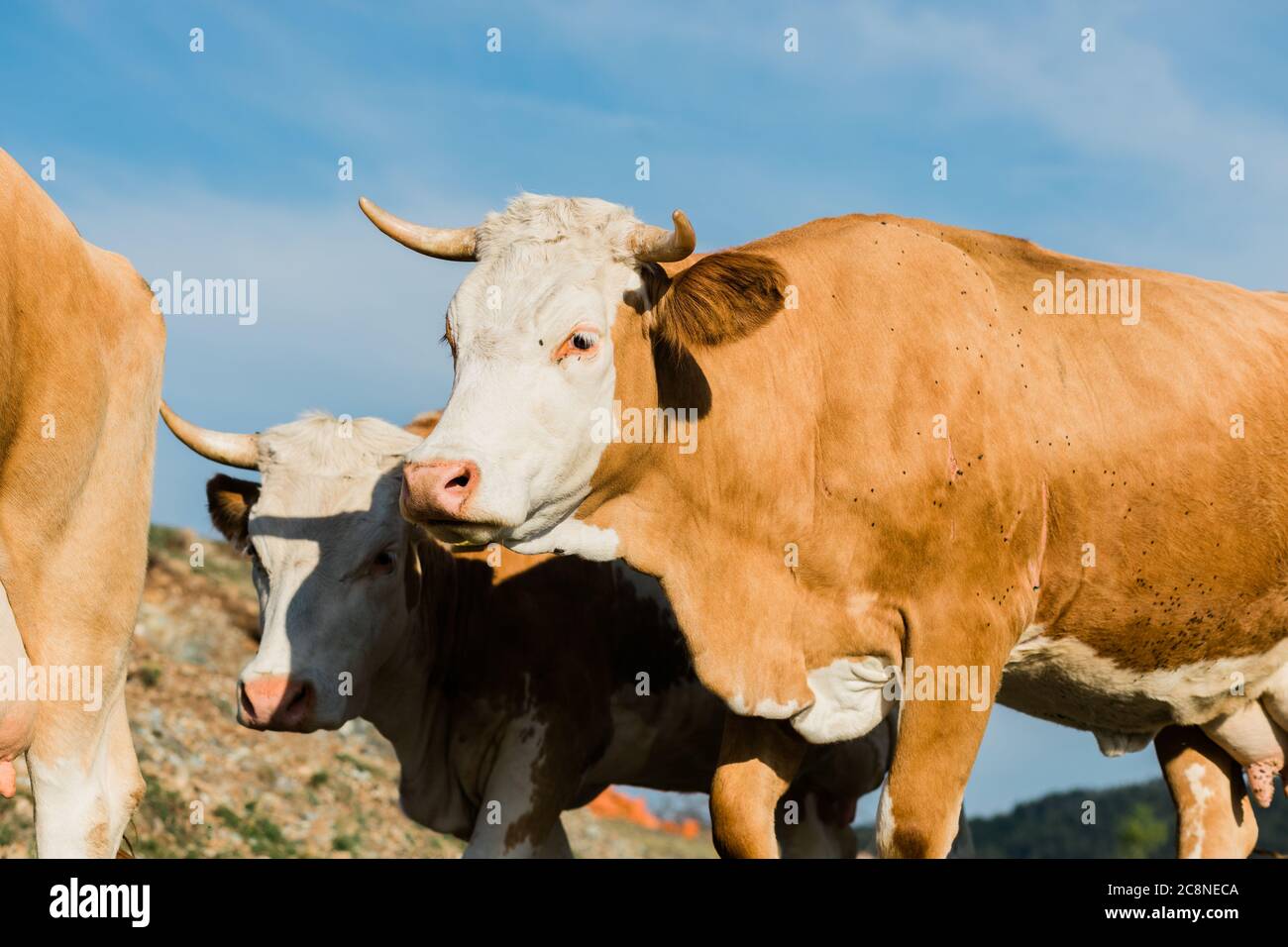 Mucche marroni e bianche nel campo Foto Stock