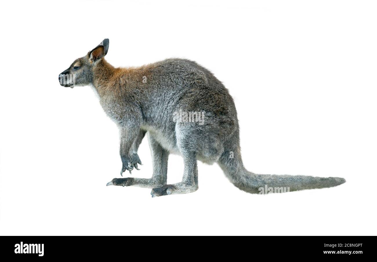 rock wallaby giovane maschio isolato su un bianco Foto Stock
